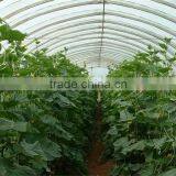 High Quality Tunnel Agricultural Greenhouse for Tomato thumbnail-1