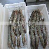 Frozen Shrimp and Seafood Import thumbnail-1