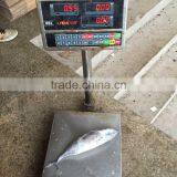 Frozen Bonito Tuna Frozen Bonito Fish for Sale thumbnail-1