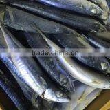 Frozen Pacific Mackerel Atlantic Mackerel for Canning Canned Food thumbnail-3