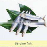 Frozen Fresh Whole Round Sardine Fish thumbnail-2