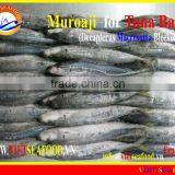 FROZEN MUROAJI FOR TUNA BAIT thumbnail-2