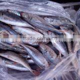 Frozen Horse Mackerel Redtail Scad Decapterus Kurroides thumbnail-1