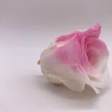 Preserved Rose Preserved Flowers Dried Flowers Birthday Valentine Party Wedding thumbnail-3