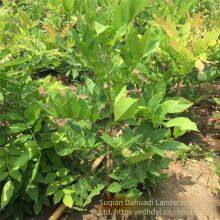 This Year, the Price of Wisteria Saplings With a Ground Diameter of 2 cm in the Climbing Plant Area of Zhejiang Region. One Sapling is From a Ground Cover Plant Base. thumbnail-3