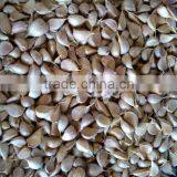 Commercial Garlic Clove Separating Machine|Automatic Garlic Flake Breaking Machine thumbnail-4