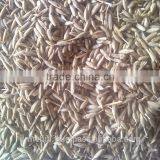 Cumin Seed Gujarat thumbnail-5