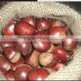 Brazilnuts Dried Chestnuts for Shale thumbnail-4