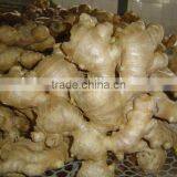 Organic Fresh Ginger thumbnail-2
