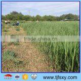 Wheat Reaper Binder Grass Cutter thumbnail-1