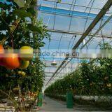 Plastic Film Multi Span Greenhouse for Tomato Vegetable Greenhouses thumbnail-2