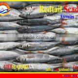 WHOLE FROZEN REDTAIL SCAD thumbnail-1