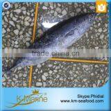 Top Quality Whole Round Bullet Tuna thumbnail-6