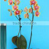Cheap China Imports Bamboo Sticks thumbnail-1