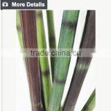 Manufacturing Maguey Garden Decoration Indoor Decoration Handmade Plant for Sale thumbnail-2