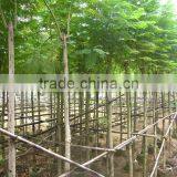 Jacaranda Acutifolia Blue Flower Tree thumbnail-3