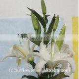 2017 Wholesale White Siberia Lily With High Quality thumbnail-6