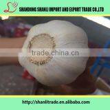 Purely Green Organic White Garlic 5pcsbag thumbnail-5