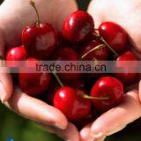 Waterproof Matte PP Paper