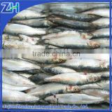 Frozen all types of sardines fish new products
