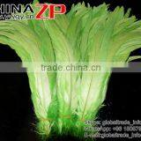 Leading Supplier CHINAZP Bulk Sale 35-40cm Length Cheap Colored Green Fully Dyed Rooster Chicken Feathers thumbnail-2