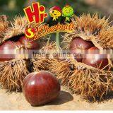 Wholesale Chestnut Fresh Chinese Chestnut thumbnail-3