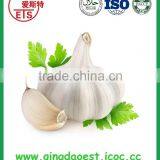 Fresh Garlic With Good Price New Fresh Normal White Garlic thumbnail-6