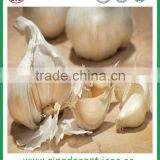 Jinxiang Garlic Contact me thumbnail-2