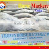 W/R FROZEN HORSE MACKEREL thumbnail-1