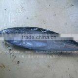 Whole Round Tuna Fish Frozen Bonito thumbnail-1