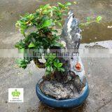 Carmona Microphylla Bosnai Tree thumbnail-1