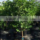 Citrus Latifolia - Lime Tree thumbnail-2