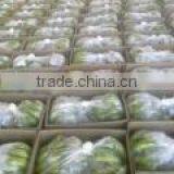 Cavandish Banana thumbnail-4