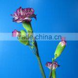 Diversified in Packaging Best Selling High Quality Carnation thumbnail-1