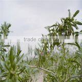 2015's New Crop Fresh and Dried Gojiberry thumbnail-4