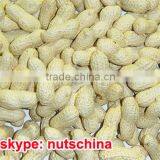 2014 New Crop Chinese Peanut in Shell 7/9 9/11 11/13 2/4