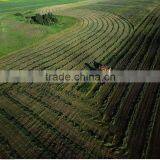 High Yield Grass Seeds for Sale thumbnail-1