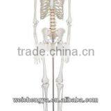 Biological Science Human Model Standard 85cm Skeleton on Pelvic Mounted Base