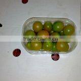 Fresh Tomato thumbnail-5