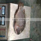 Frozen Black Tilapia For Sale/Chopa thumbnail-6