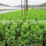 Early Maturity Cold Resistant High Yield Celery Seeds Empress Cerely thumbnail-2
