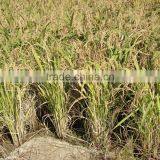 Liquid Fertilizer thumbnail-3