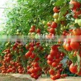 Tomato Pollination Tool,Tomato Pollinators Made in China. thumbnail-2