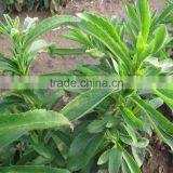 Cheap Stevia Extraction Machine thumbnail-5