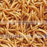 Cat Food 2.5--2.8 cm Freeze Dried Mealworms;Yongzheng Dried Mealworms For Cat thumbnail-1