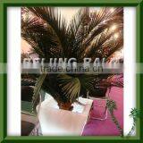 Preserved Palm Frondpalm Branch,palm Top Head thumbnail-1