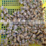 Sands off Short Necked Clam Meat thumbnail-2