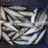 Frozen Sardine Fish for Canned or Bait thumbnail-2
