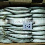 Norway Mackerel thumbnail-1