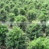 Carmona Microphylla Shrub Trees thumbnail-4